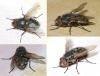 Pollenia sp.